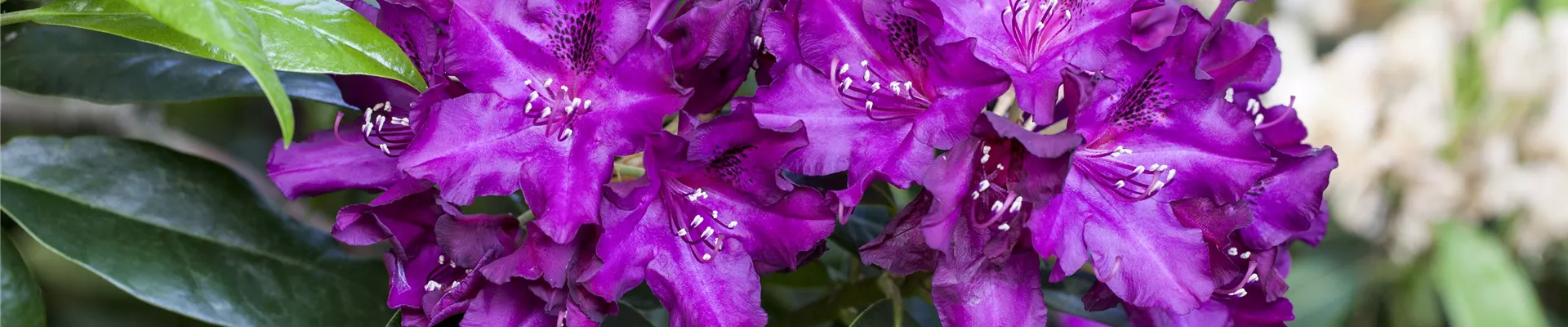 GS429233.jpg GS429233.jpg