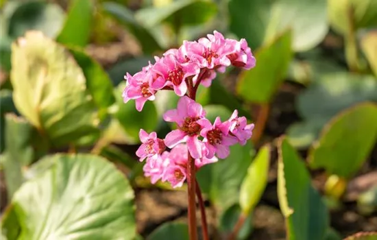 Bergenia 'Herbstblüte'