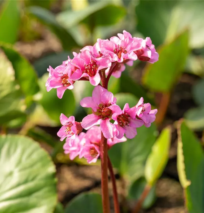 Bergenie - Bergenia 'Herbstblüte'