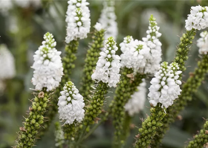 Bodendeckende Stauden und ihre Vorteile als Polsterpflanzen
