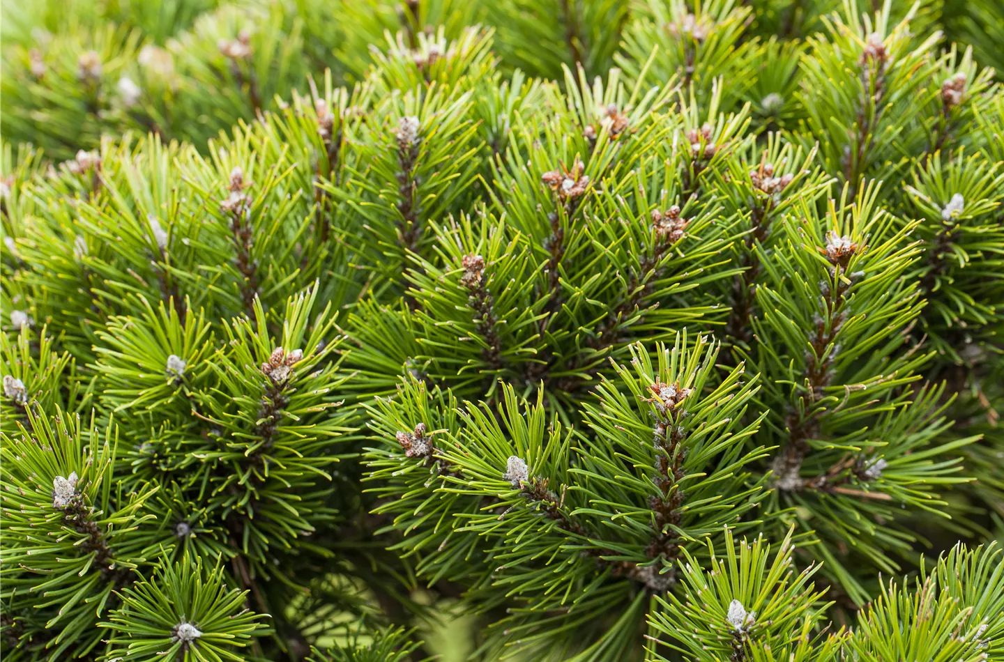 Koniferen – langlebige und robuste Schönheiten im Garten