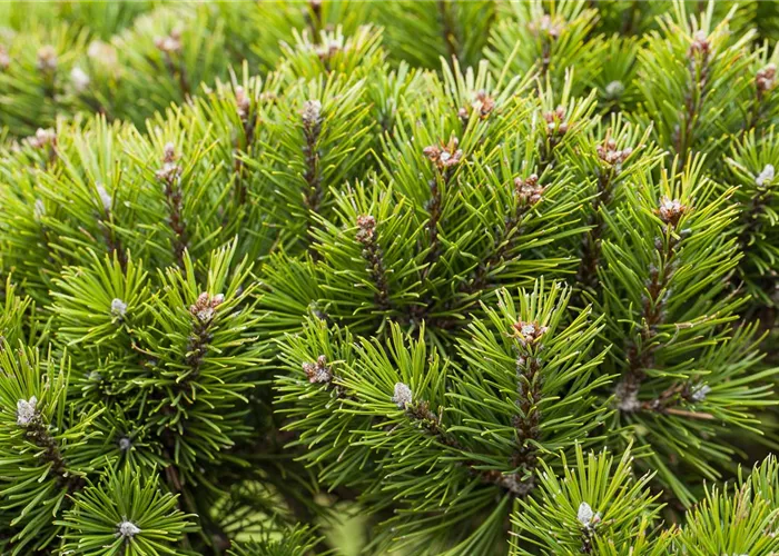 Koniferen – langlebige und robuste Schönheiten im Garten Koniferen – langlebige und robuste Schönheiten im Garten