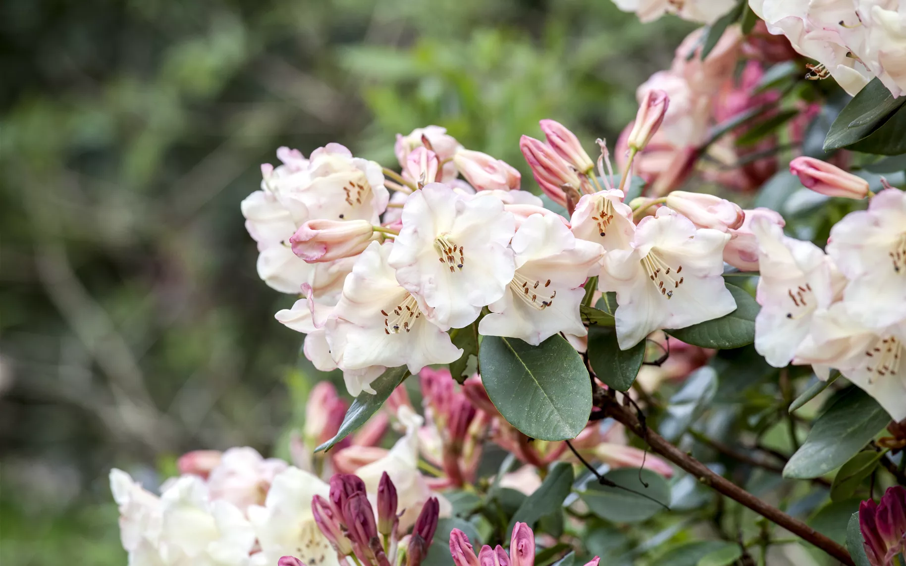 Rhododendron