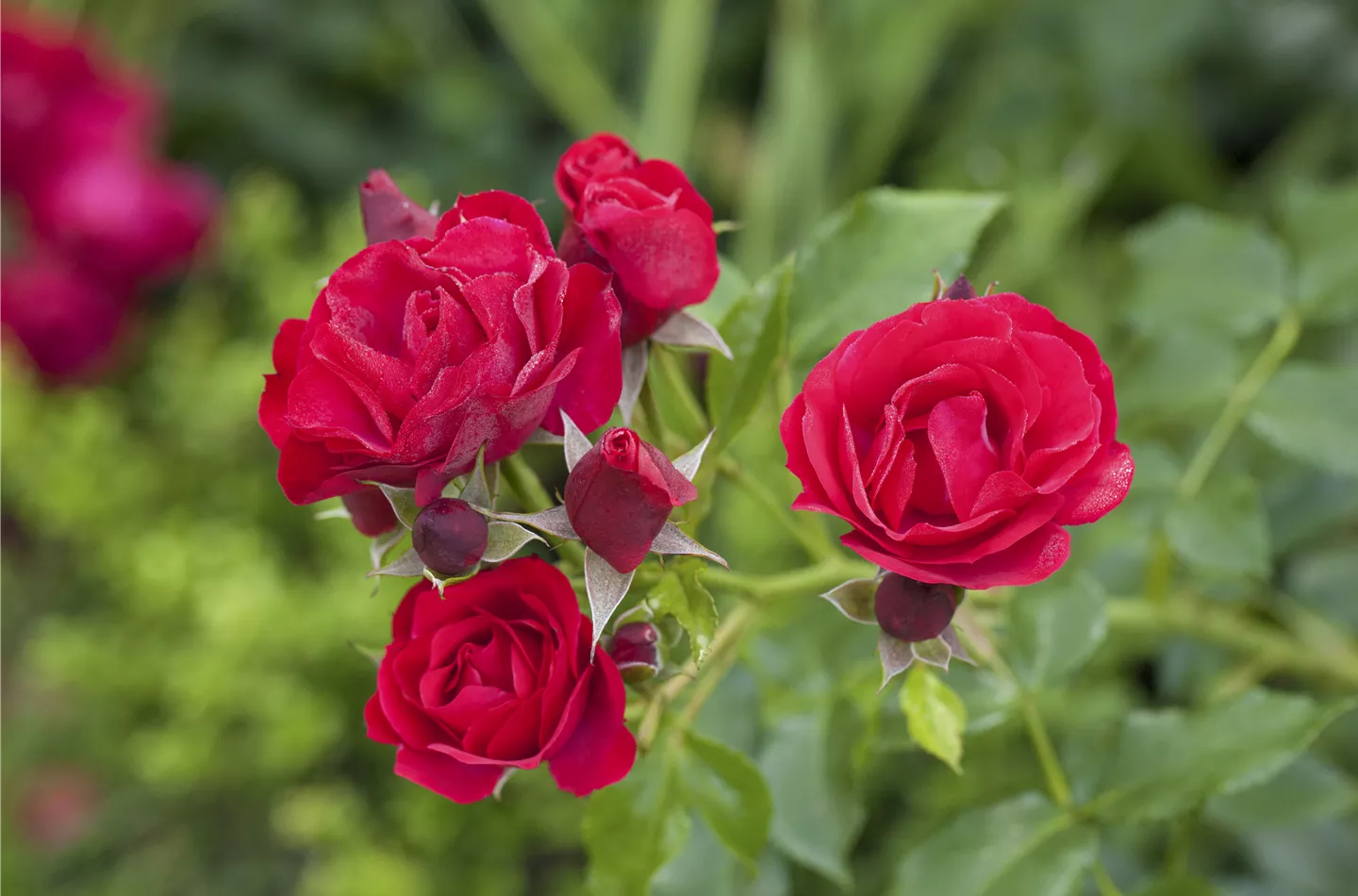 Wann sollte man Rosen pflanzen?