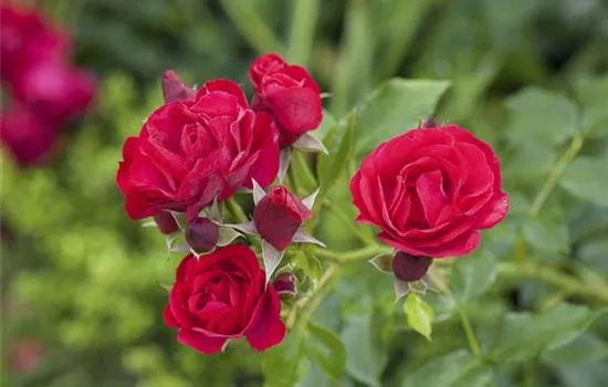 Wann sollte man Rosen pflanzen? Wann sollte man Rosen pflanzen?