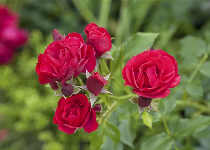 Wann sollte man Rosen pflanzen?