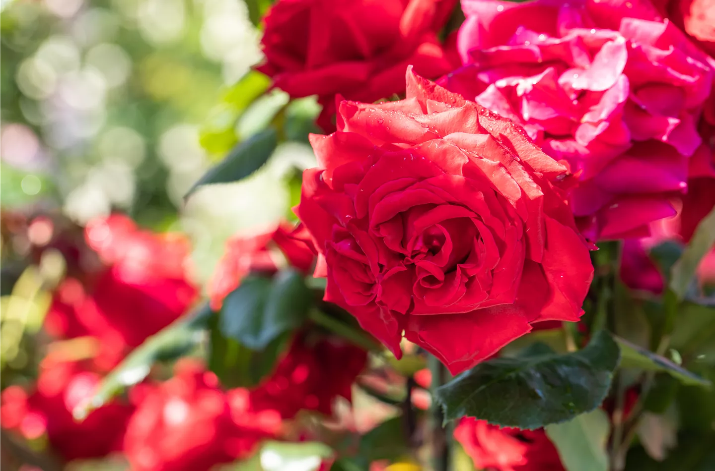 Rosen pflegen und bewundern ist Balsam für die eigene Seele