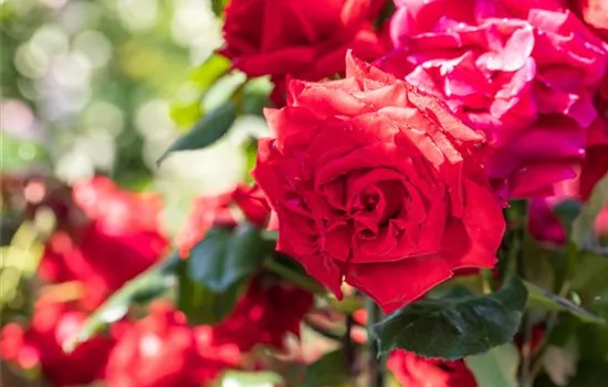 Rosen pflegen und bewundern ist Balsam für die eigene Seele Rosen pflegen und bewundern ist Balsam für die eigene Seele