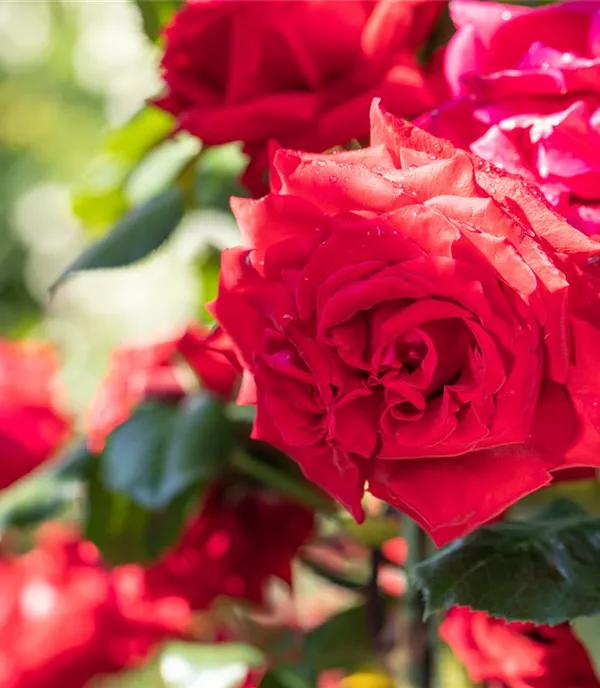 Rosen pflegen und bewundern ist Balsam für die eigene Seele