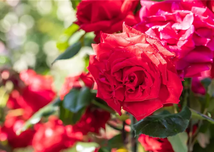 Pflanzanleitung Rosen