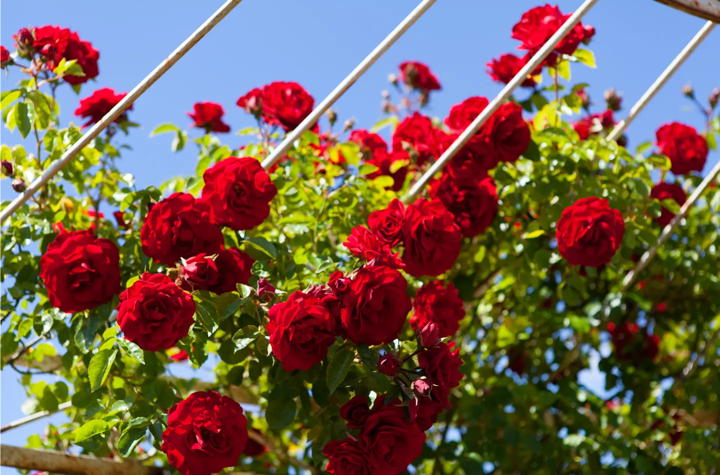 Rosen pflegen und bewundern ist Balsam für die eigene Seele