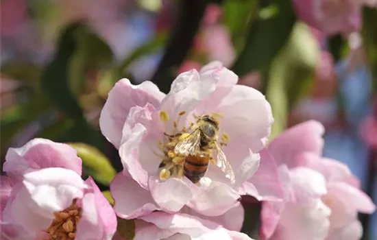 Wie bienenfreundliche Pflanzen Balkon und Garten bereichern
