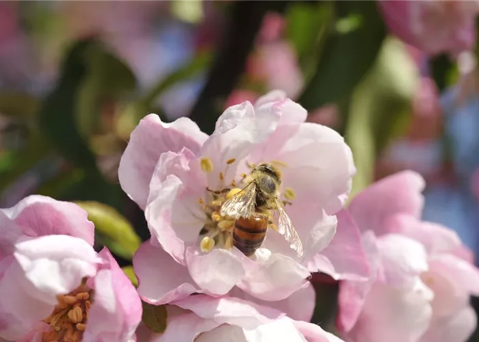 Wie bienenfreundliche Pflanzen Balkon und Garten bereichern Wie bienenfreundliche Pflanzen Balkon und Garten bereichern