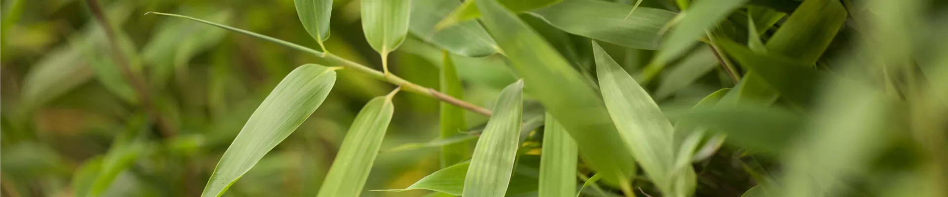 Bambus.jpg Bambus.jpg