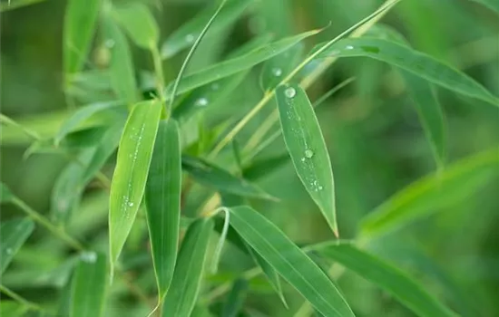 Fargesia murieliae 'Rufa'