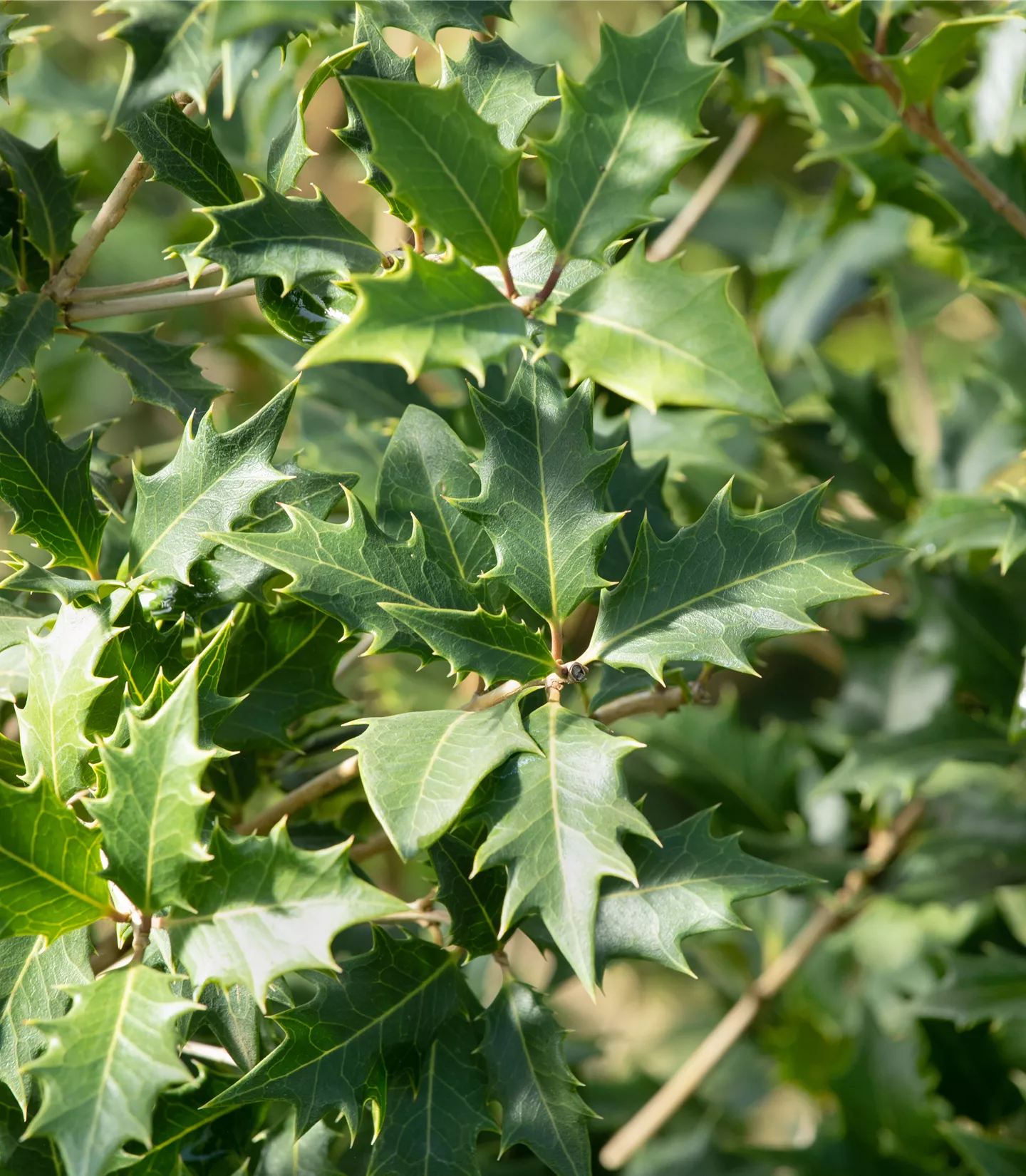 Osmanthus heterophyllus