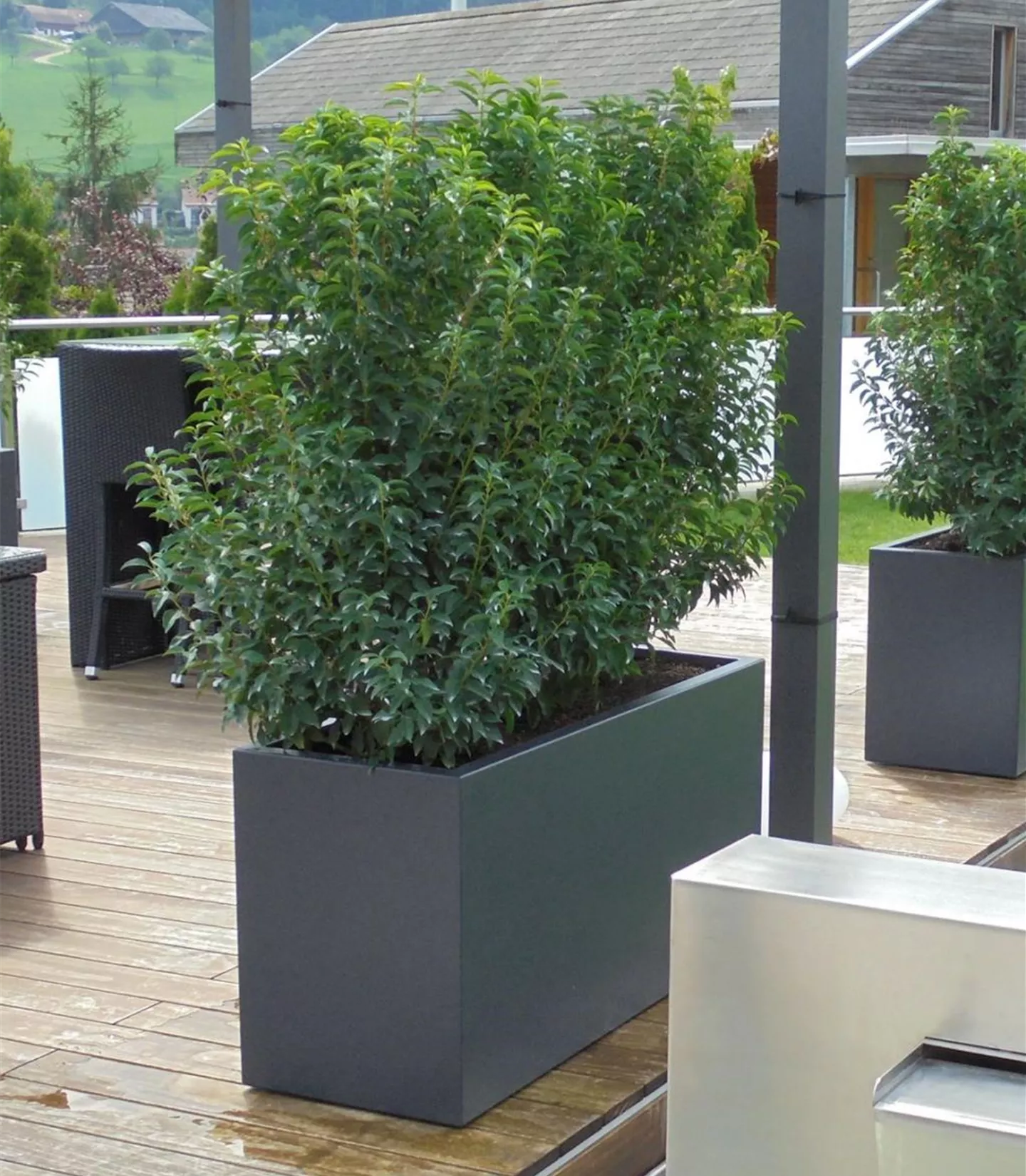 Écran privé Evergreen - feuilles Écran privé Evergreen - feuilles