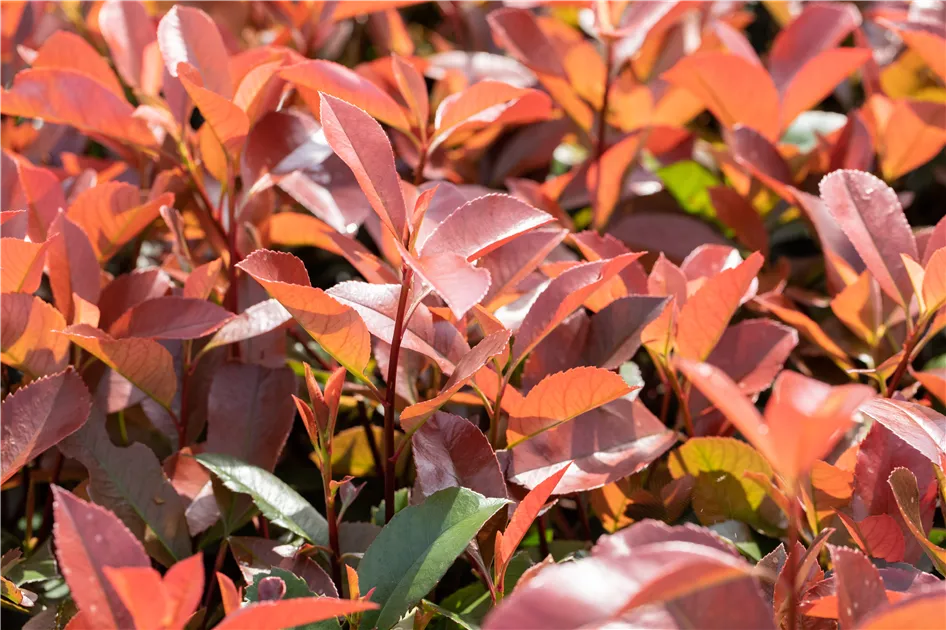 Glanzmispel 'Red Robin' Solitr kaufen, Photinia fraseri 'Red Robin'