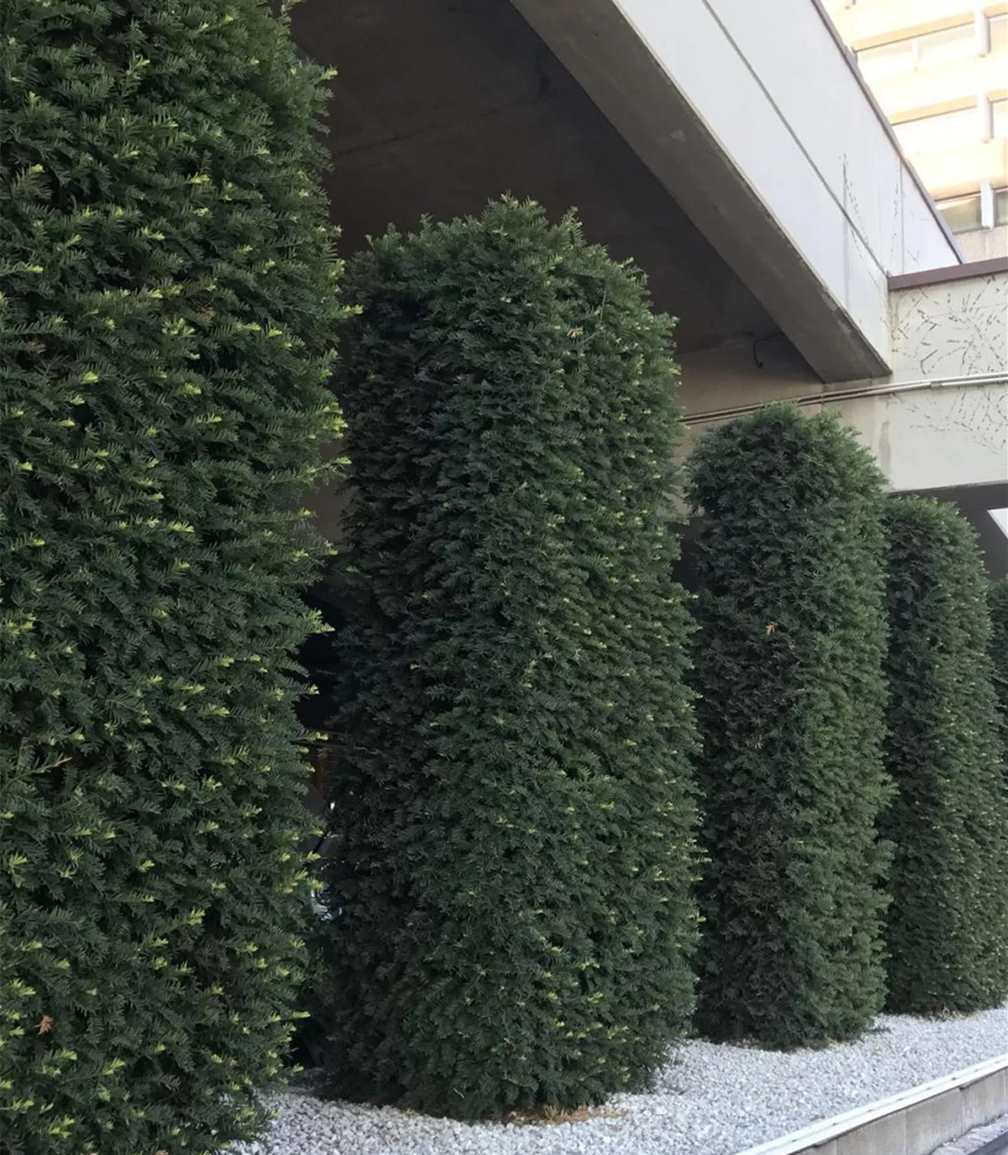 Écran de privé Evergreen - aiguilles Écran de privé Evergreen - aiguilles