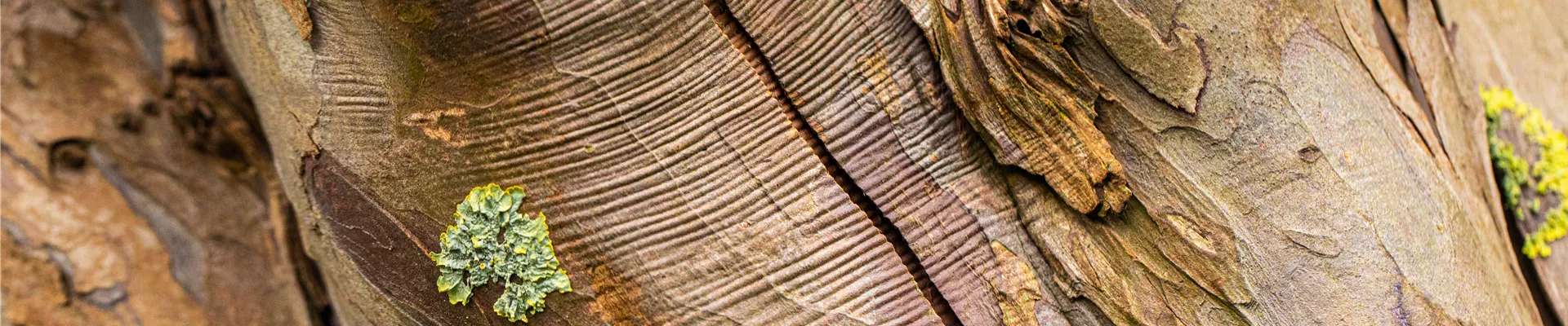 Bodendecker online kaufen | Bauer Baumschulen AG Bodendecker online kaufen | Bauer Baumschulen AG