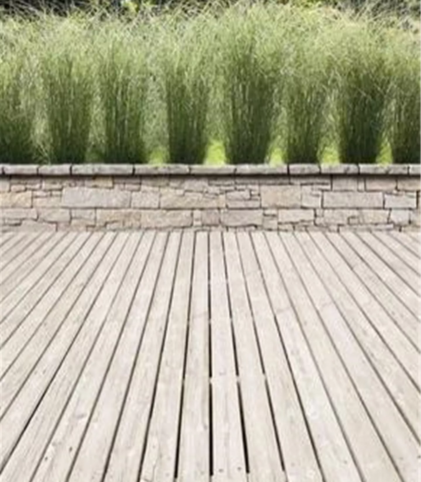 Les herbes comme écran de privé Les herbes comme écran de privé