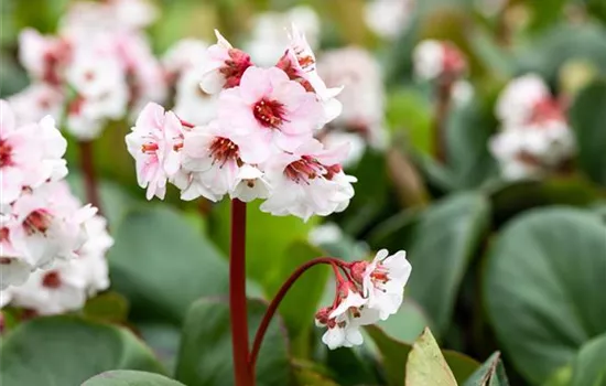 Bergenia 'Silberlicht'