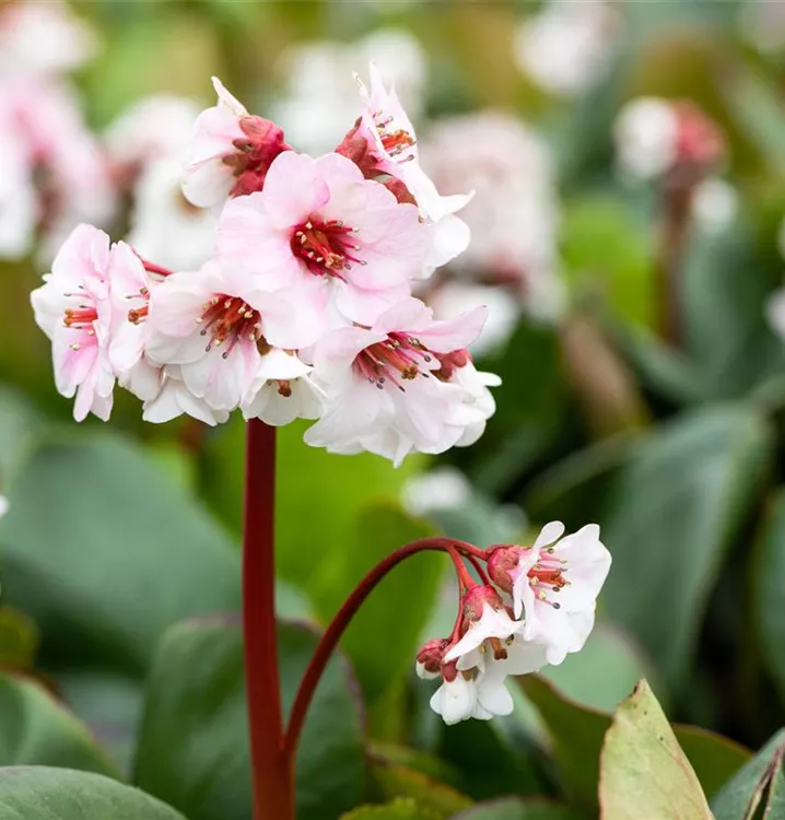 Bergenie - Bergenia 'Silberlicht'