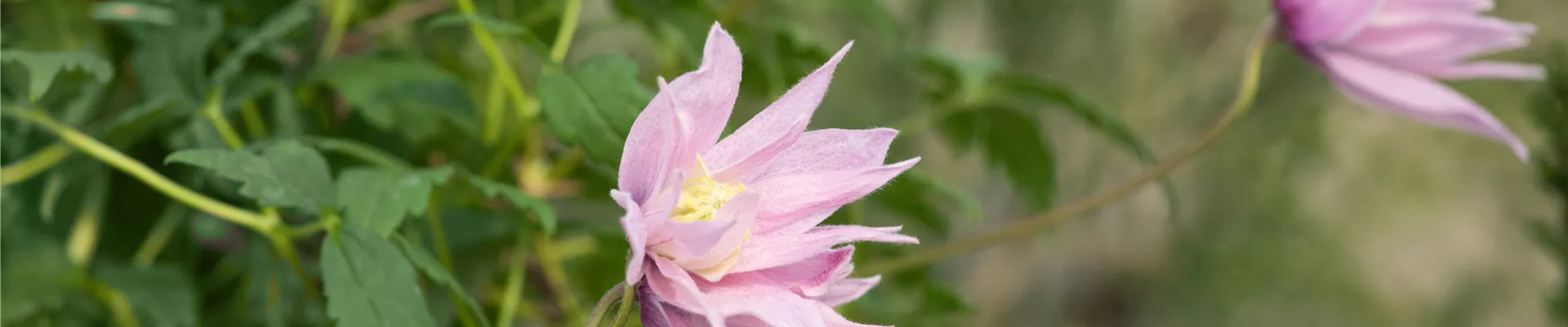 Bodendecker online kaufen | Bauer Baumschulen AG Bodendecker online kaufen | Bauer Baumschulen AG