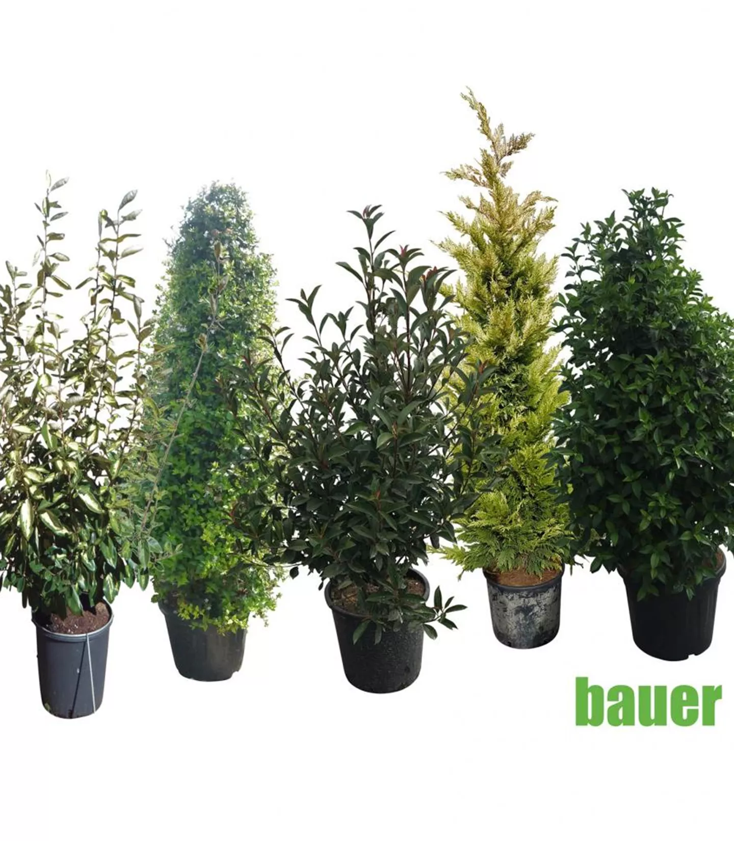 Mélange de haies comme écran de privé dans l'auge Mélange de haies comme écran de privé dans l'auge