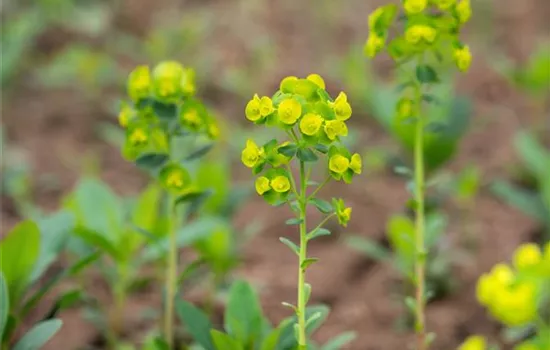 Euphorbia amygd. var.robbiae