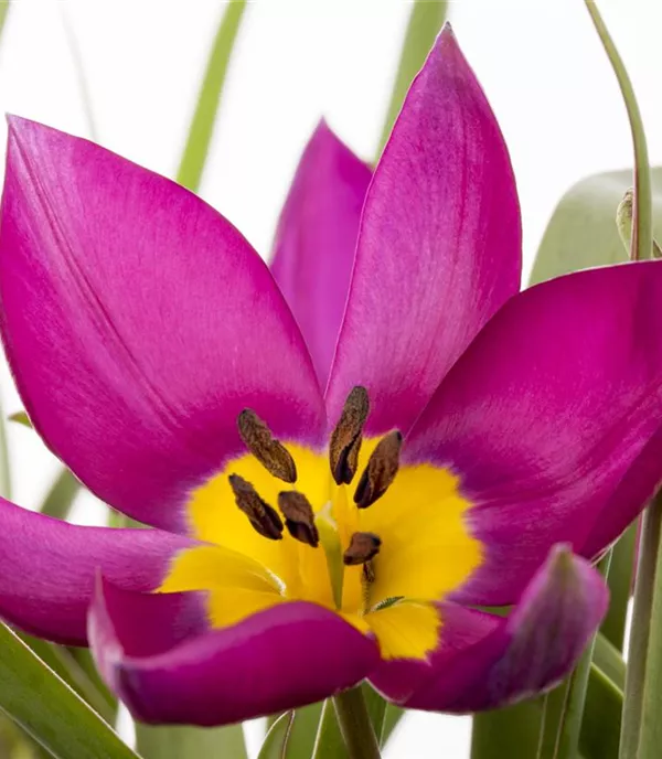Tulipa humilis 'Violacea'