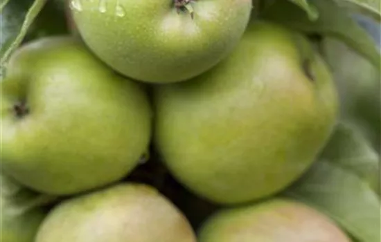 Malus (Säulenapfel) 'Cactus'