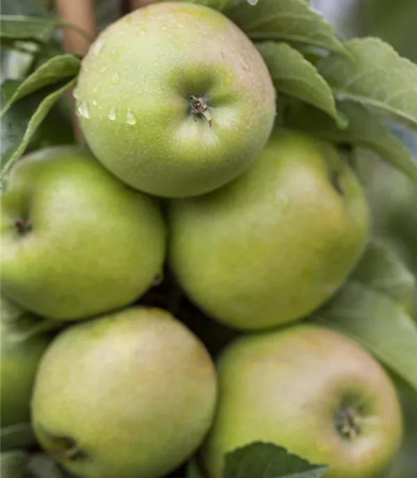 Malus (Säulenapfel) 'Cactus'