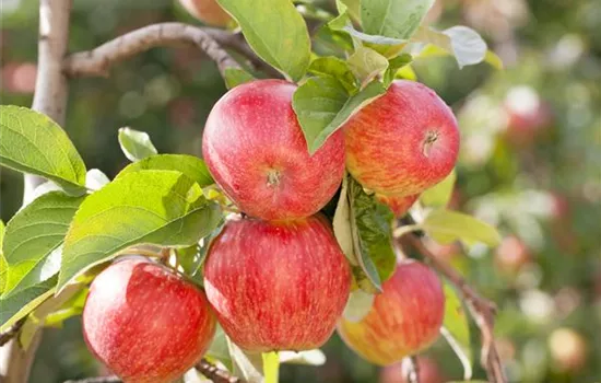 Malus (Säulenapfel) 'Galahad'