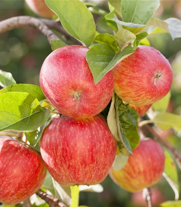 Malus (Säulenapfel) 'Galahad'