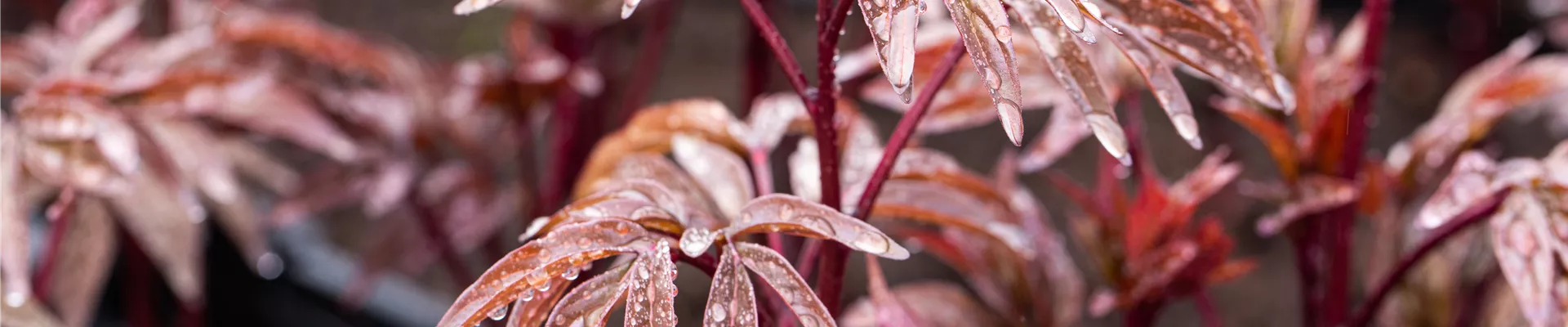 Boutique de plantes Boutique de plantes