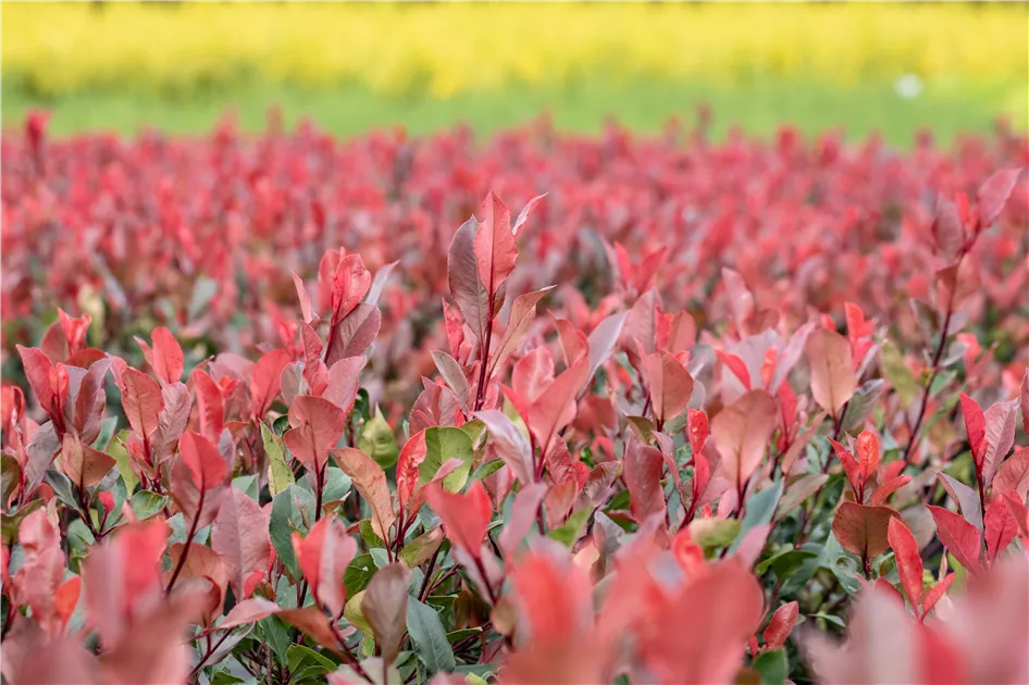 Photinia fraseri (x) 'Little Red Robin', Glanzmispel