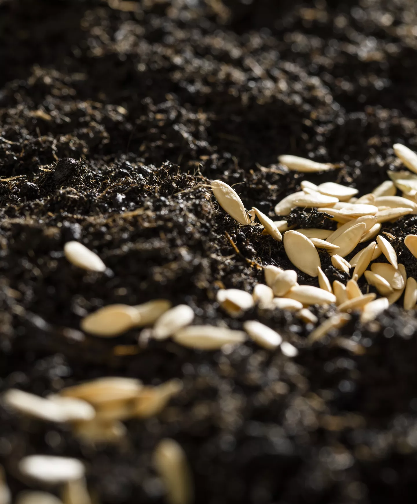 Acheter-du-terreau Acheter-du-terreau