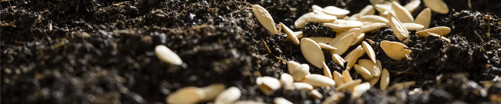 GS596290.jpg GS596290.jpg