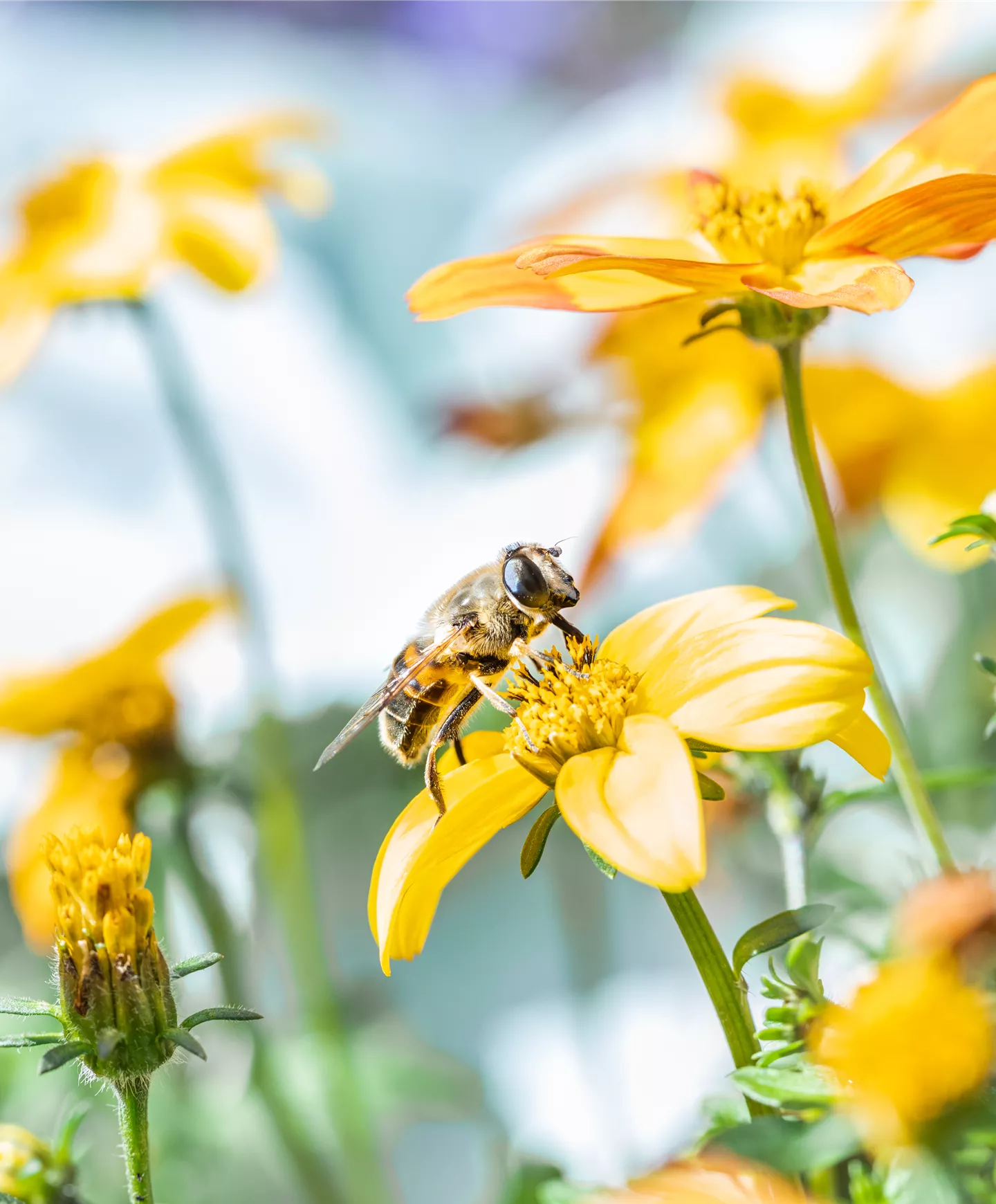 Protection des plantes Protection des plantes
