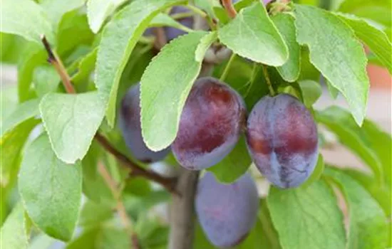 Prunus (Säulenzwetschge) 'Liane'