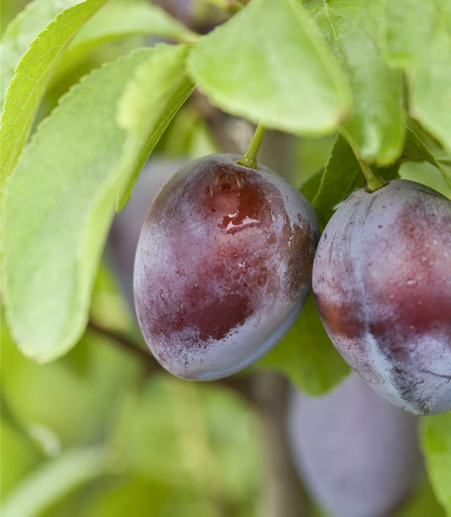 Prunus (Zwetschge) 'Bühler Frühzwetschge'