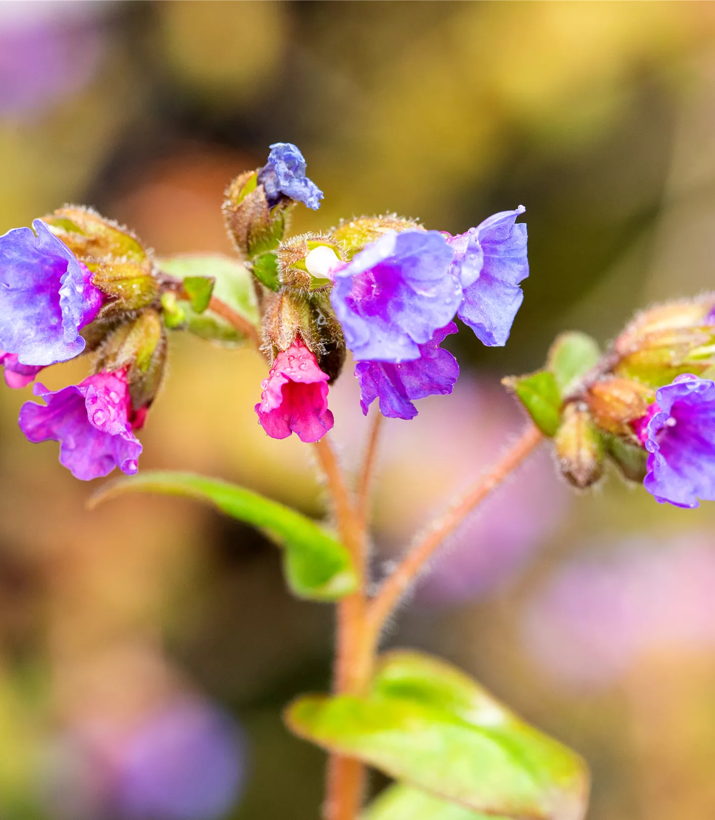 Pulmonaria angustifolia 'Azurea'