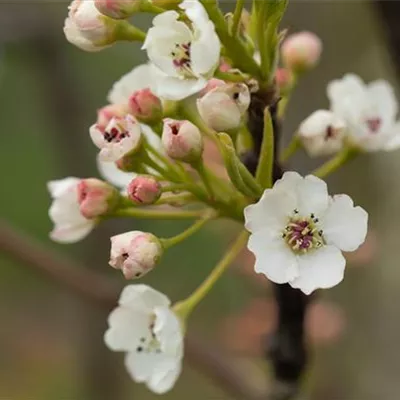 Hochstamm mit Ballen Stammumfang 14 - 16cm - Zierbirne - Pyrus calleryana 'Chanticleer'