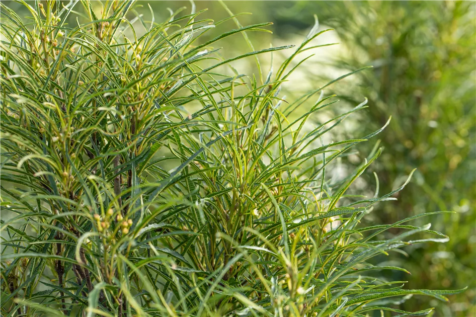 Frangula alnus 'Fine Line' kaufen