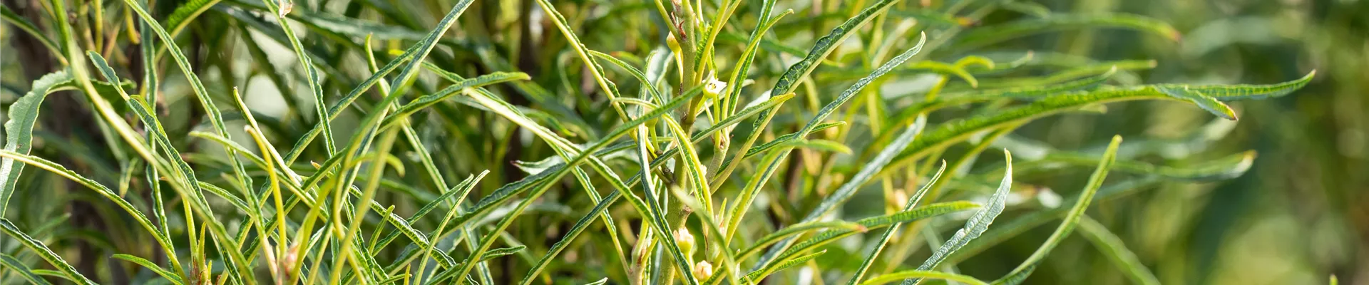Bodendecker online kaufen | Bauer Baumschulen AG