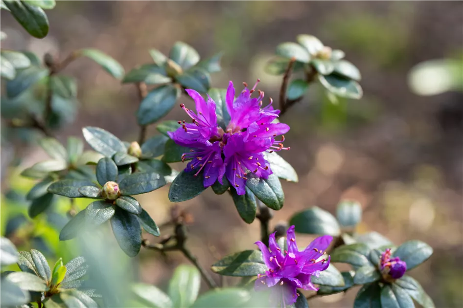 rhododendron grashüpfer Rhododendron Catawbiense Grandiflorum | 60-80 cm im Topf main image 1