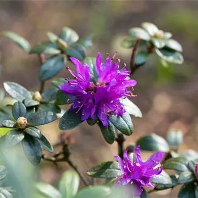 im Container 30 - 35 - Rhododendron - Rhododendron russatum