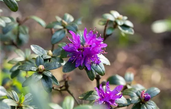 Rhododendron 'Gletschernacht', Rhododendron russatum 'Gletschernacht'