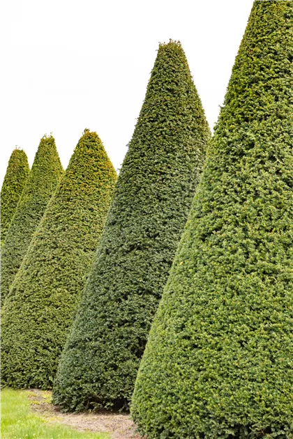 Taxus baccata Kegel, Eibe